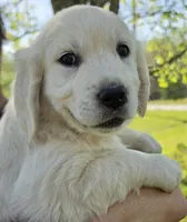 Luna(red), a female Golden Retriever for sale in Labelle, FL – Photo 4 of 10