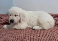 Orange from daisy, a male English Cream Golden Retriever for sale in Labelle, FL – Photo 2 of 6