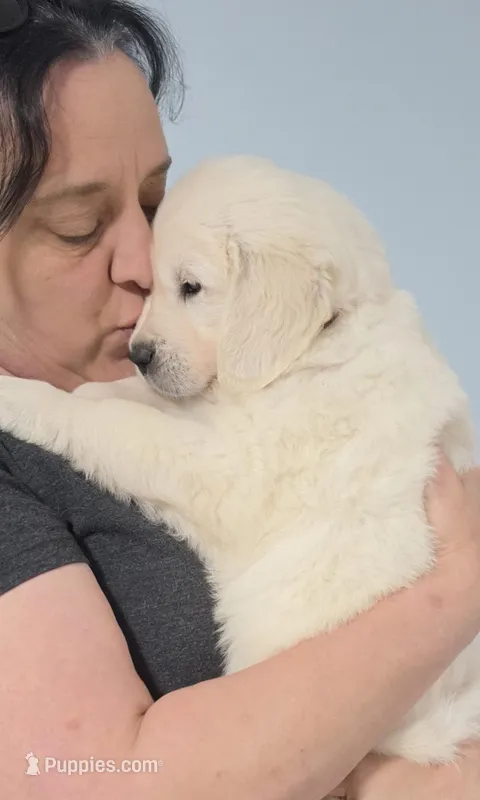 Orange from daisy – English Cream Golden Retriever puppy for sale in Labelle, FL