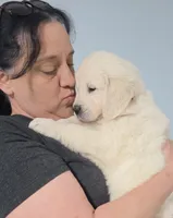 Orange from daisy, a male English Cream Golden Retriever for sale in Labelle, FL – Photo 5 of 6