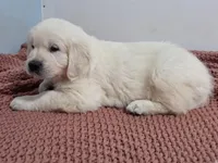 Orange from daisy, a male English Cream Golden Retriever for sale in Labelle, FL – Photo 6 of 6