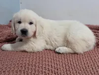 Orange from daisy, a male English Cream Golden Retriever for sale in Labelle, FL – Photo 4 of 6