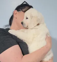 Orange from daisy, a male English Cream Golden Retriever for sale in Labelle, FL – Photo 3 of 6