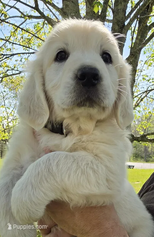 Jasmine (purple) – Golden Retriever puppy for sale in Labelle, FL