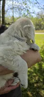 Jasmine (purple), a female Golden Retriever for sale in Labelle, FL – Photo 3 of 9
