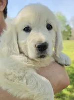Jasmine (purple), a female Golden Retriever for sale in Labelle, FL – Photo 2 of 9