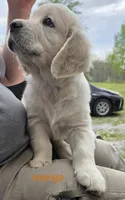 Orange (victoria), a male Golden Retriever for sale in Labelle, FL – Photo 5 of 7
