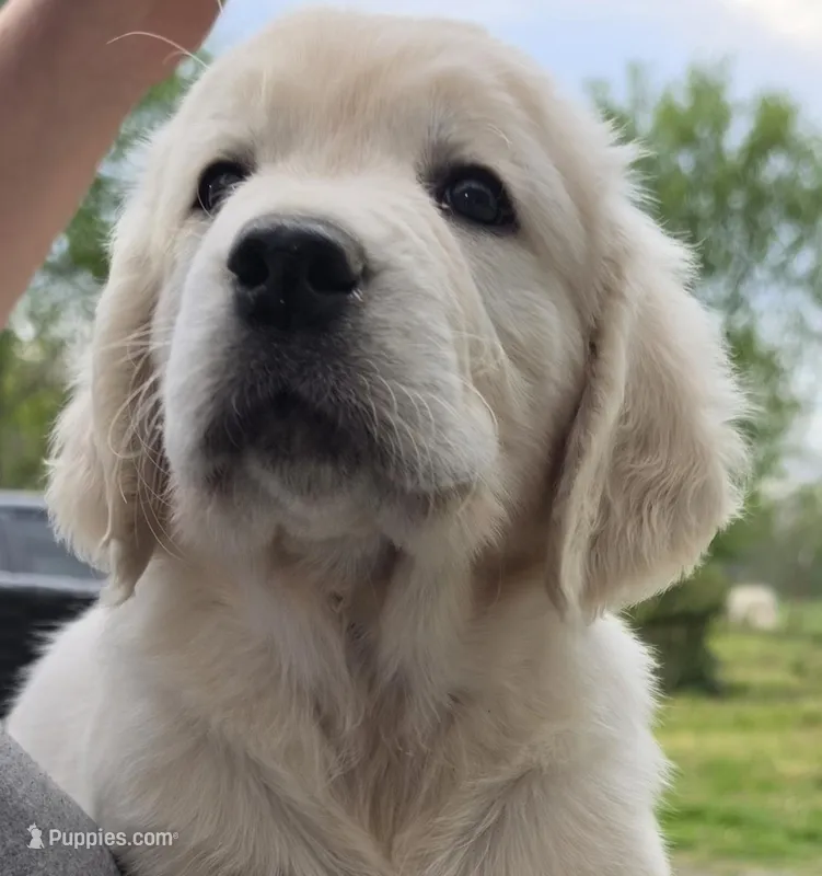 Orange (v) – Golden Retriever puppy for sale in Labelle, FL