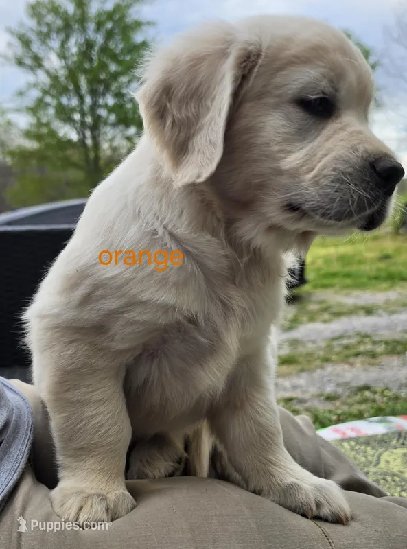 Orange (victoria) – Golden Retriever puppy for sale in Labelle, FL