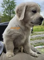 Orange (victoria), a male Golden Retriever for sale in Labelle, FL – Photo 1 of 7