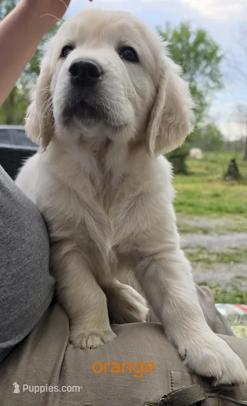 Orange (v) – Golden Retriever puppy for sale in Labelle, FL
