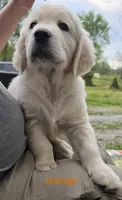 Orange (victoria), a male Golden Retriever for sale in Labelle, FL – Photo 4 of 7