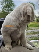 Orange (victoria), a male Golden Retriever for sale in Labelle, FL – Photo 6 of 7