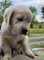 Orange (victoria), a male Golden Retriever for sale in Labelle, FL – Photo 2 of 7