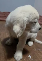 Orange (v) no deposit need, a male Golden Retriever for sale in Labelle, FL – Photo 6 of 6