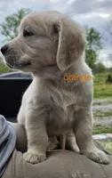 Orange (victoria), a male Golden Retriever for sale in Labelle, FL – Photo 3 of 7
