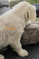 Orange (victoria), a male Golden Retriever for sale in Labelle, FL – Photo 7 of 7