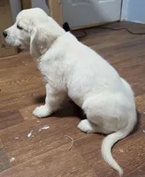 Orange (v) no deposit need, a male Golden Retriever for sale in Labelle, FL – Photo 4 of 6