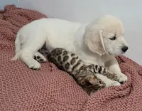 Orange (v) no deposit need, a male Golden Retriever for sale in Labelle, FL – Photo 3 of 6