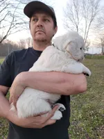 Green boy, a male English Cream Golden Retriever for sale in Labelle, FL – Photo 2 of 7