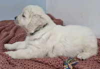 Green boy, a male Golden Retriever for sale in Labelle, FL – Photo 4 of 4