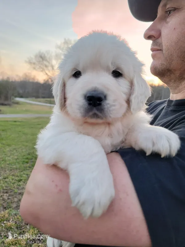 Green boy – English Cream Golden Retriever puppy for sale in Labelle, FL