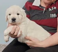 Green boy, a male Golden Retriever for sale in Labelle, FL – Photo 3 of 4