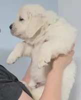 Green boy, a male Golden Retriever for sale in Labelle, FL – Photo 3 of 4