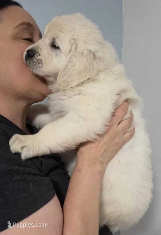 Green boy – Golden Retriever puppy on hold in Labelle, FL