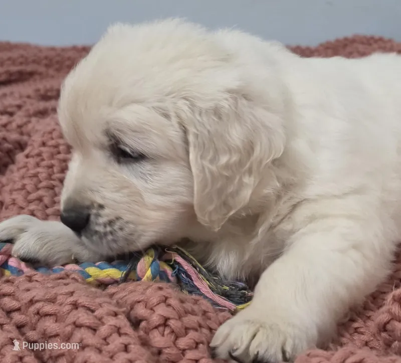 Green (d) no need a deposit  – Golden Retriever puppy for sale in Labelle, FL