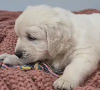 Green boy, a male Golden Retriever for sale in Labelle, FL – Photo 2 of 4
