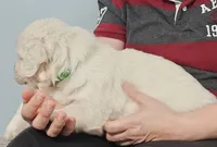 Green boy, a male Golden Retriever for sale in Labelle, FL – Photo 2 of 4