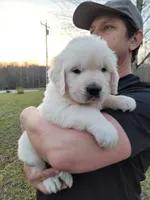 Green boy, a male English Cream Golden Retriever for sale in Labelle, FL – Photo 3 of 7