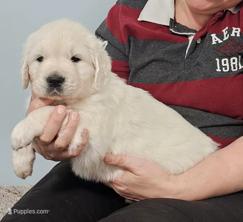 Green boy – Golden Retriever puppy for sale in Labelle, FL