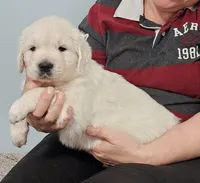 Green boy, a male Golden Retriever for sale in Labelle, FL – Photo 1 of 4