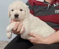 Green boy, a male Golden Retriever for sale in Labelle, FL – Photo 4 of 4