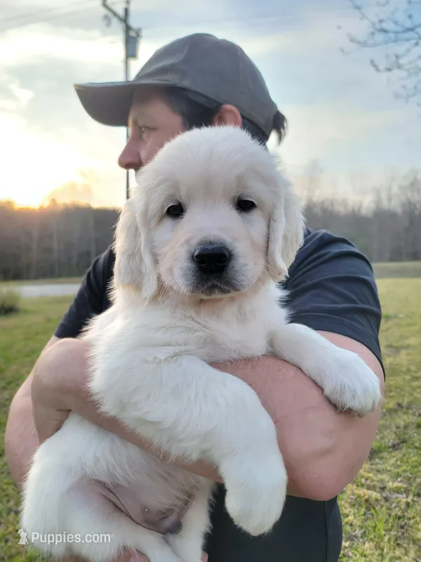 Brown Victoria – Golden Retriever puppy for sale in Labelle, FL