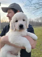 Brown Victoria, a male Golden Retriever for sale in Labelle, FL – Photo 2 of 4