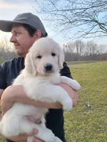 Brown Victoria, a male Golden Retriever for sale in Labelle, FL – Photo 3 of 4
