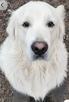 Brown Victoria, a male Golden Retriever for sale in Labelle, FL – Photo 2 of 5