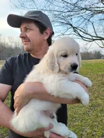 Brown Victoria, a male Golden Retriever for sale in Labelle, FL – Photo 4 of 4