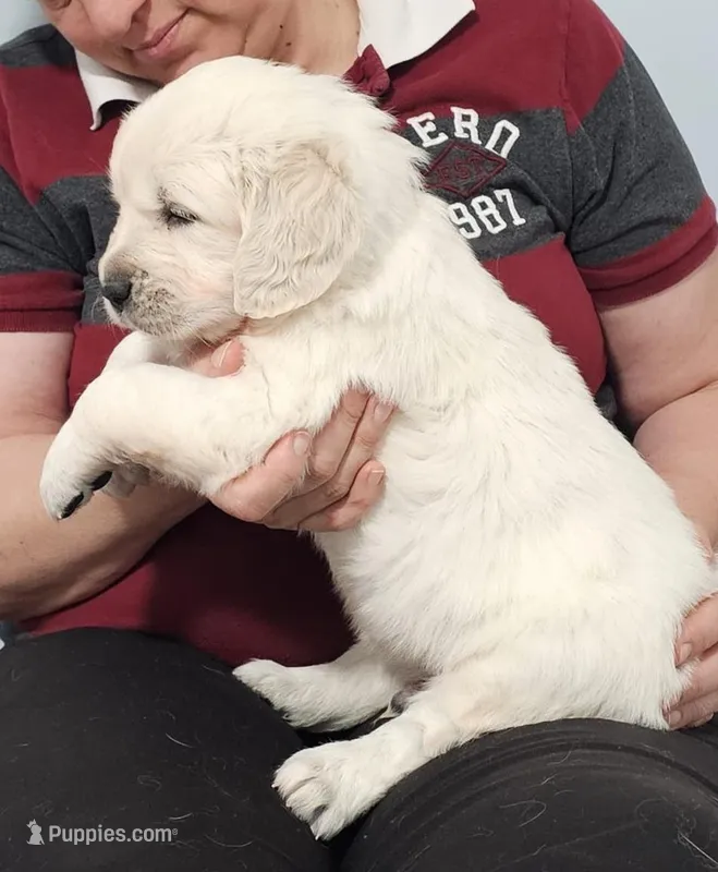 Blue  – Golden Retriever puppy for sale in Labelle, FL