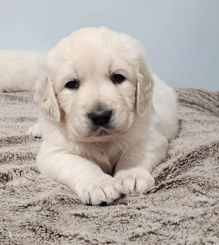 Blue (daisy) no need a deposit – Golden Retriever puppy on hold in Labelle, FL