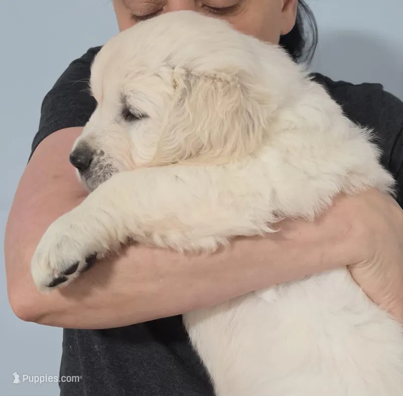 Blue  – Golden Retriever puppy for sale in Labelle, FL