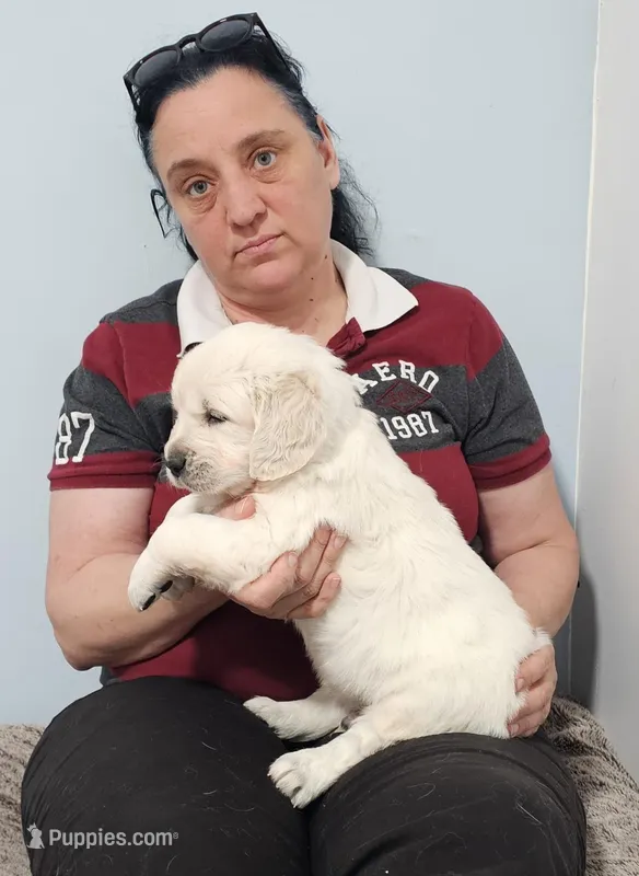 Blue  – Golden Retriever puppy for sale in Labelle, FL