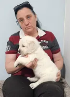 Blue , a male Golden Retriever for sale in Labelle, FL – Photo 1 of 5