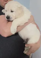 Blue , a male Golden Retriever for sale in Labelle, FL – Photo 3 of 6