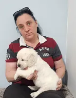 Blue , a male Golden Retriever for sale in Labelle, FL – Photo 4 of 5