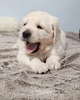 Blue , a male Golden Retriever for sale in Labelle, FL – Photo 5 of 5