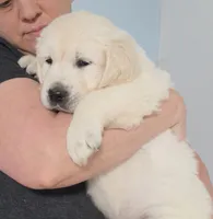 Blue , a male Golden Retriever for sale in Labelle, FL – Photo 4 of 6
